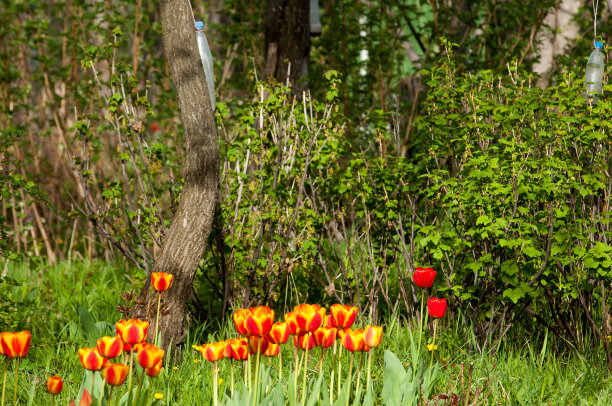 郁金香图片下载