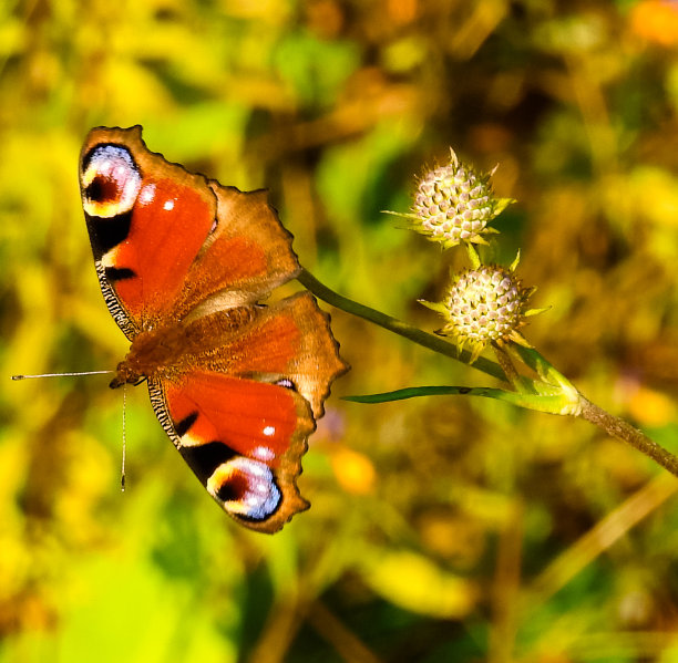 神奇的蝴蝶在不同颜色的背景上以柔和多彩的自然黄色散景。地球上独一无二的昆虫。野生动物。宏观照片图片下载
