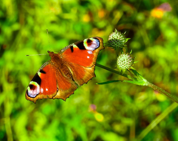 神奇的蝴蝶以不同的颜色为背景，柔和多彩的自然散景。地球上独一无二的昆虫。野生动物。宏观照片图片下载