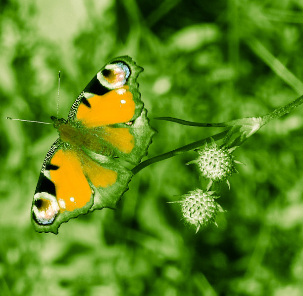 神奇的蝴蝶以不同的颜色为背景，柔和多彩的自然散景。地球上独一无二的昆虫。野生动物。宏观照片图片下载