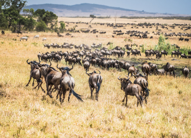 羚羊的一种图片下载