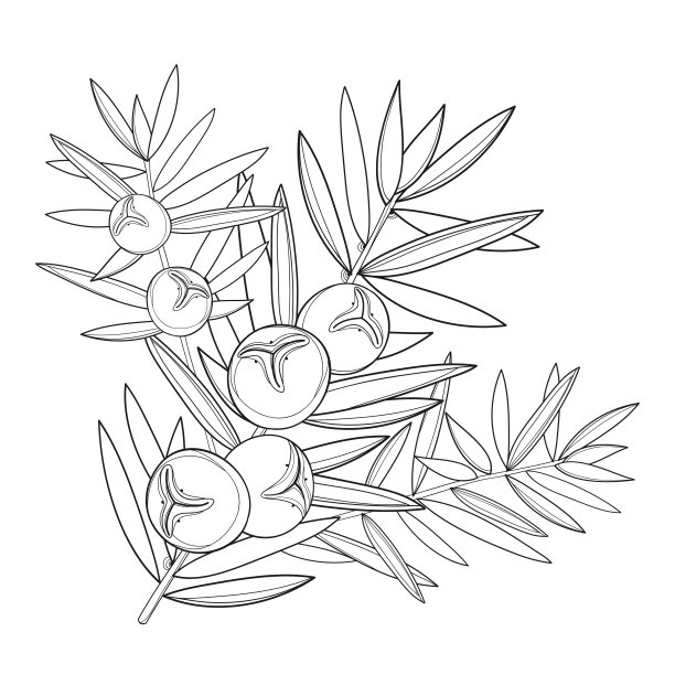 带轮廓杜松或杜松的矢量分枝。束，浆果和松树在黑色孤立在白色的背景。图片下载
