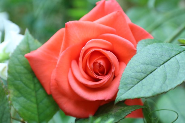 玫瑰特写图片下载