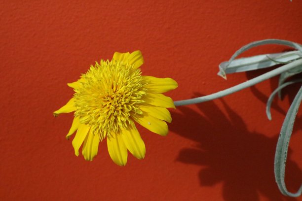 黄花合拢了图片下载