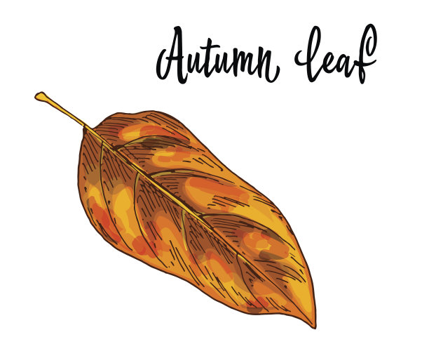 秋天黄橙色的叶子孤立在白色的背景。矢量图图片下载