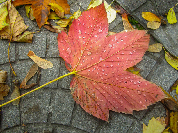 秋天的叶子图片下载