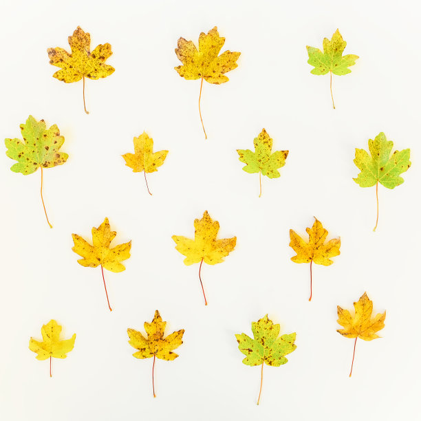 秋天的树叶在背景中。平躺图片下载