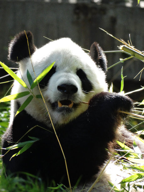 可爱熊猫图片素材ID：308912616