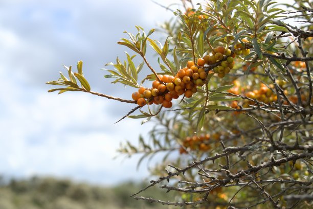 长满沙棘果实的灌木。图片下载
