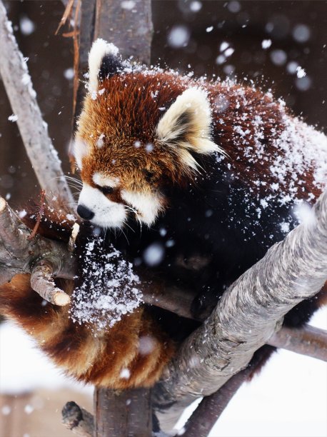 可爱的小响应者图片下载