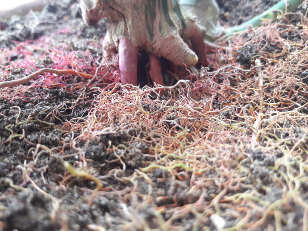 自然神经网络图片下载