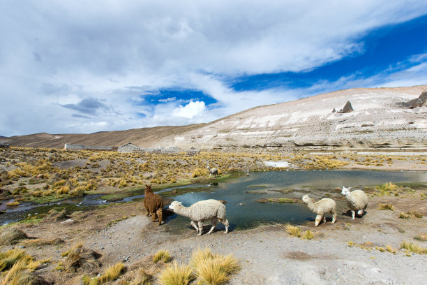 秘鲁山区安第斯山脉的喇嘛图片下载
