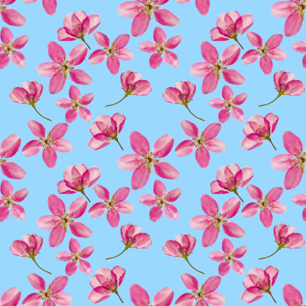 苹果的花。花型纹理无缝。花背景，照片拼贴图片下载