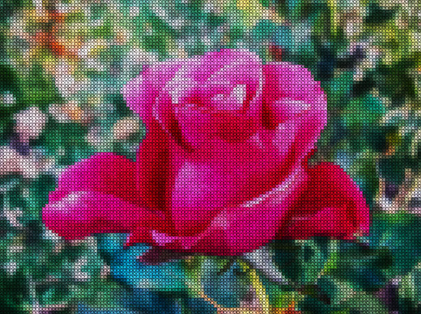 插图。十字绣。花红色玫瑰。图片下载