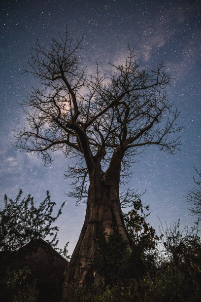 晚上的猴面包树，后面是银河。图片下载