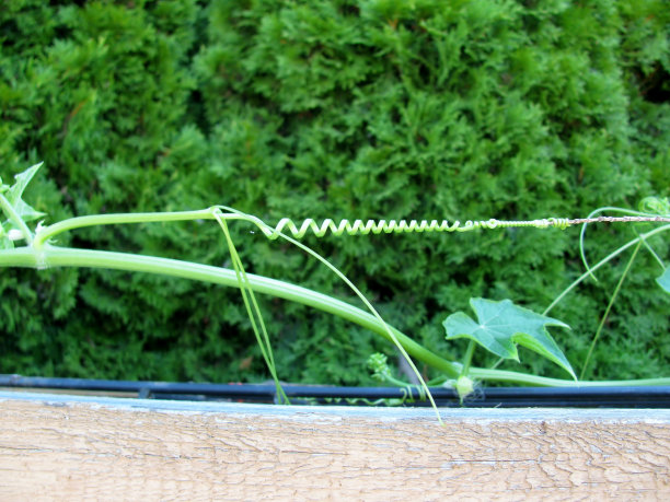 卷藤卷须特写图片下载