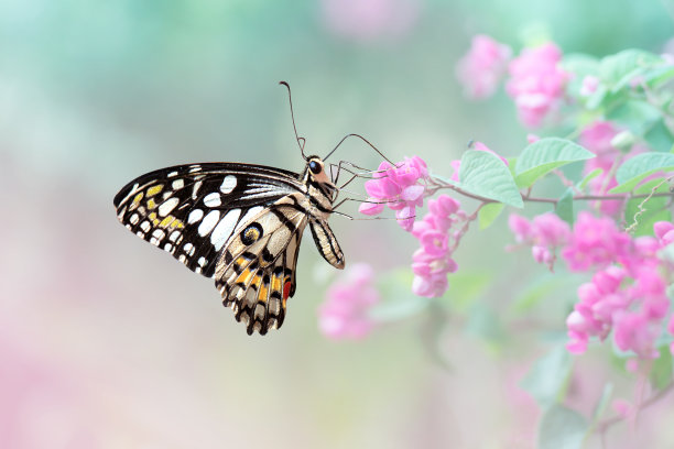 蝴蝶照片素材ID：308920578