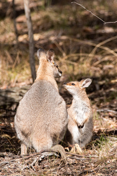 红小袋鼠图片下载