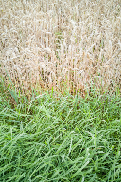 德国，夏天乡间的麦田和绿草图片下载