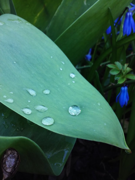 懒散的水滴在郁金香叶子上图片下载