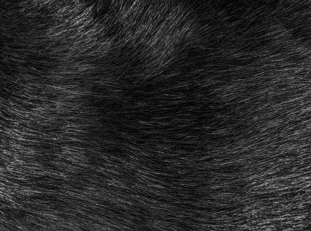 黑猫毛特写，纹理和图案图片下载