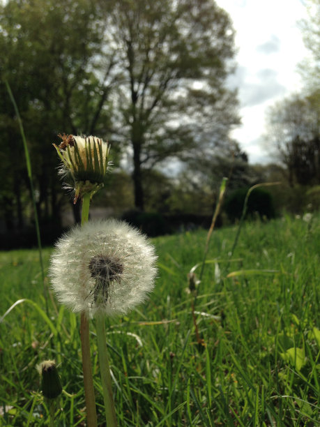 蒲公英图片下载