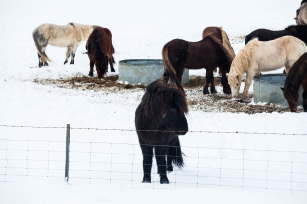 冰岛真正的马在冬天下雪图片下载