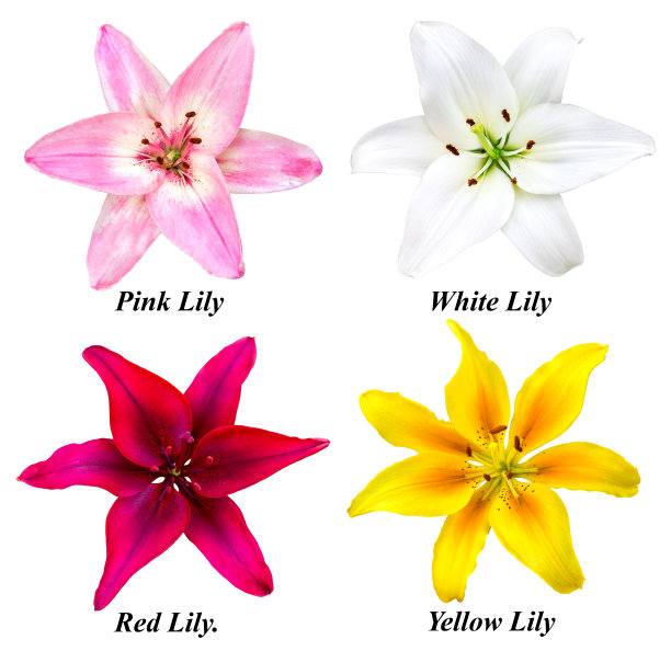 一组四朵百合花图片下载