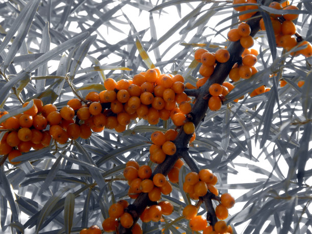 黑白照片上的黄色沙棘浆果图片下载