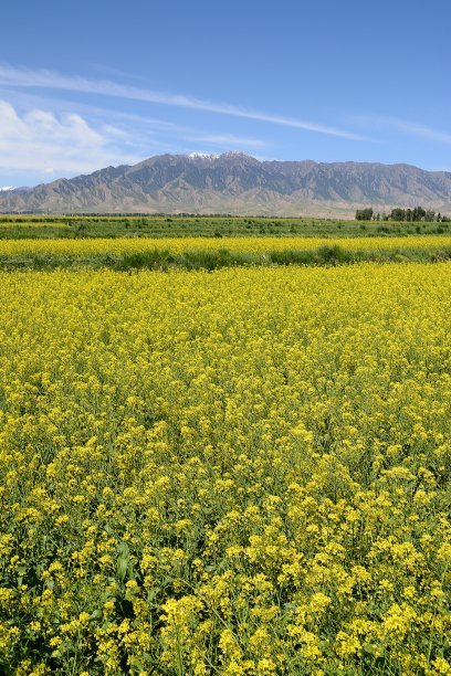 油菜花图片素材ID：308942376