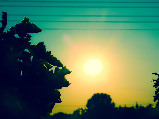 天竺葵和日落图片下载