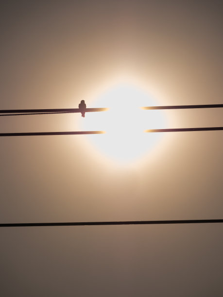 鸟在太阳后面挂了一根电线图片下载