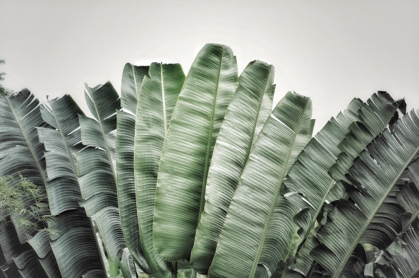 在阳光明媚的白天，绿色的芭蕉叶，剪出蔚蓝的天空，非常美丽，旅行者棕榈叶的背景在大自然编织图案(香蕉扇)图片下载