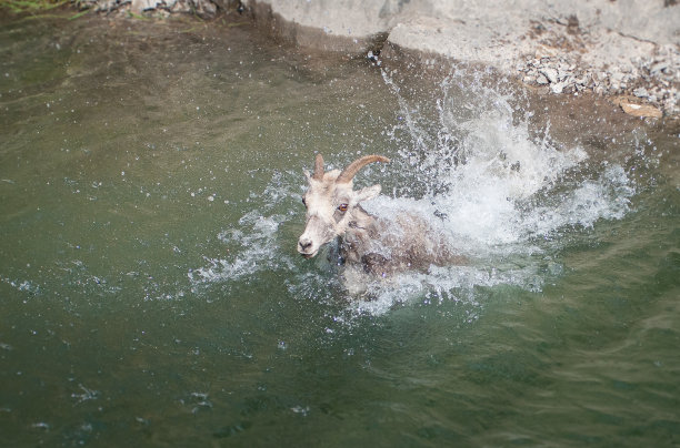 大角羊图片下载