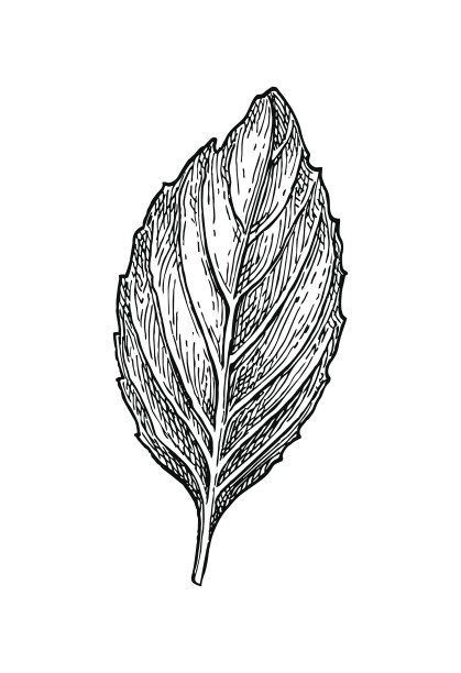 罗勒墨水草图图片下载