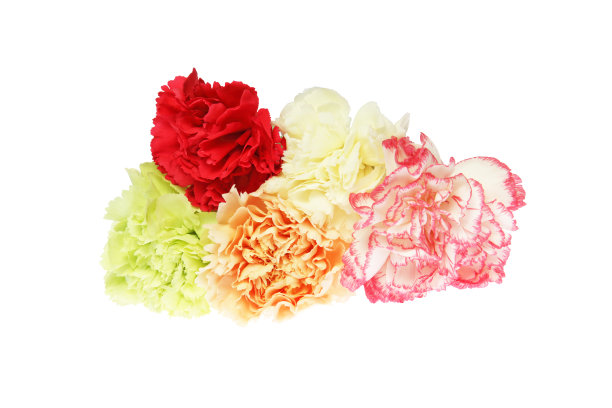 康乃馨花头图片下载