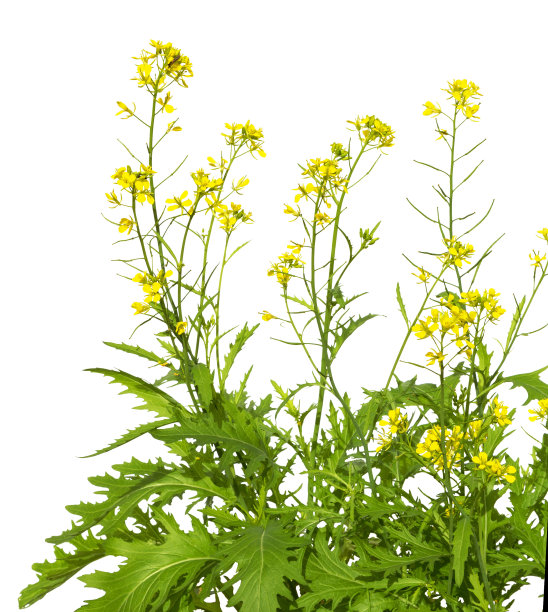 芥菜植物开花。野生芥菜花。图片下载