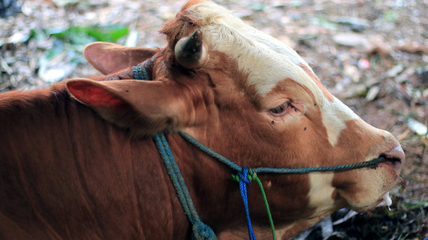 巴厘岛的牛图片下载