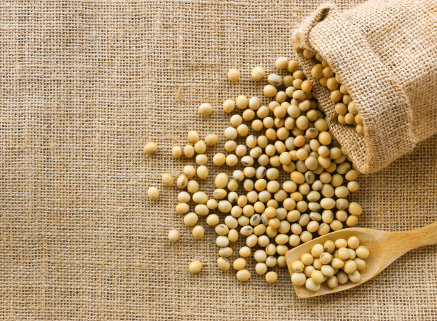 大豆图片素材ID：308962878