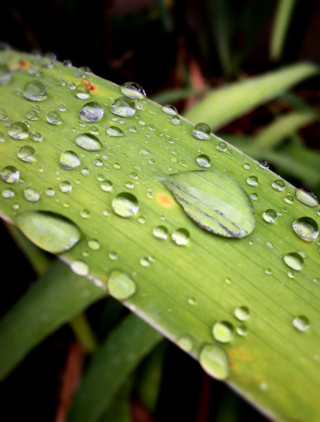 滴雨水图片下载