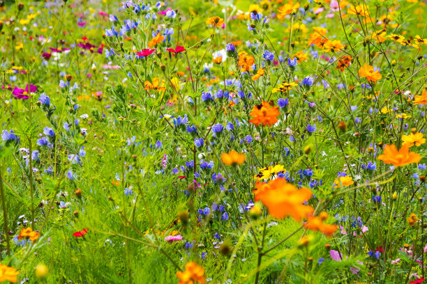 布鲁门维安素材图片