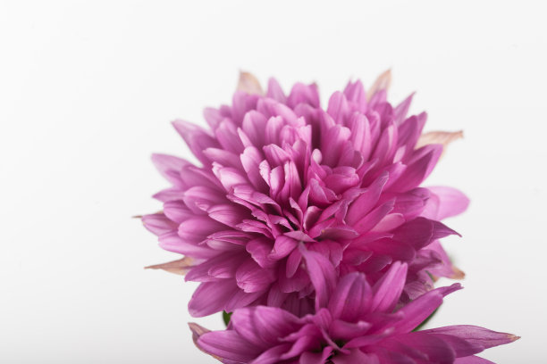 一束白色背景的紫色菊花素材图片