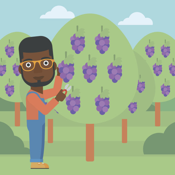 农民收集葡萄图片下载
