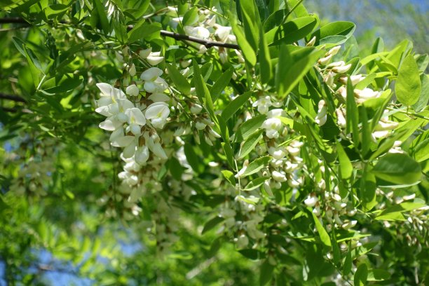 刺槐枝在春天盛开图片下载