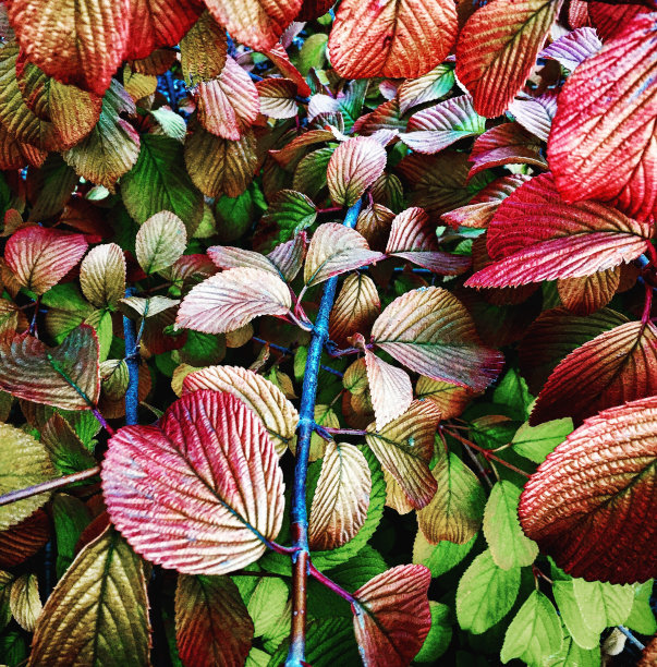 丰富多彩的秋天树叶图片下载