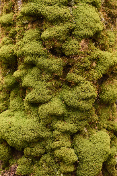 老树干上的鲜绿色苔藓特写图片下载