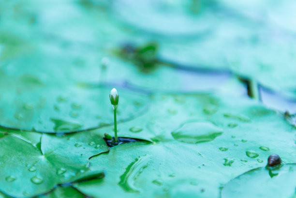 雨后荷花花蕾上的水滴特写图片下载