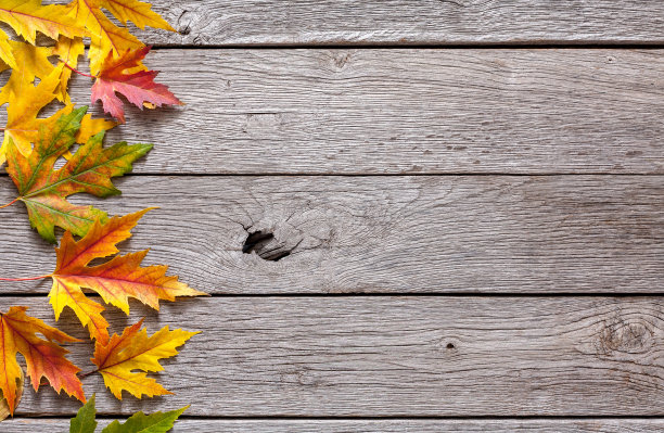 树叶图片素材ID：308982756