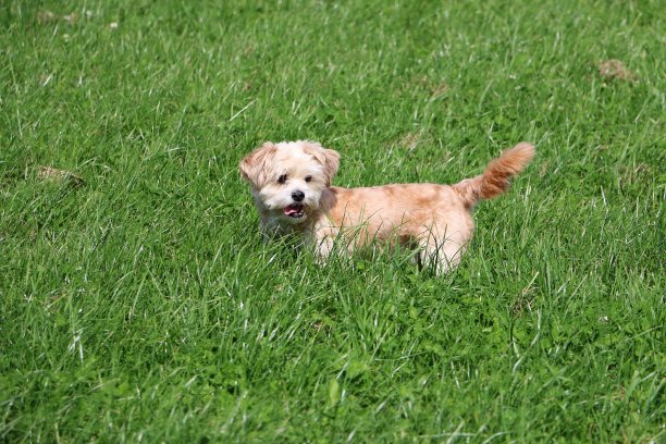 矮冬瓜在花园里很开心图片下载