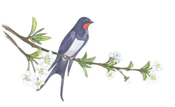 燕子在树枝上。水彩插图素材图片